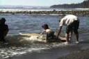 somb-reef-learns.thumbnail.jpg